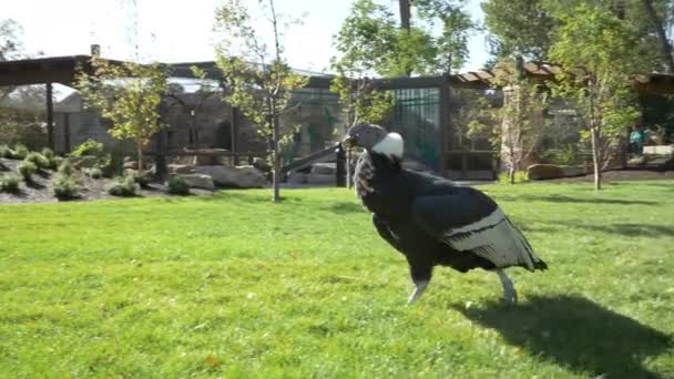 アンデアン コンドルは この大きな鳥を見るために近くに立ち上がる人々のグループとトレーナーに向かって草の中を歩いて — ストック動画