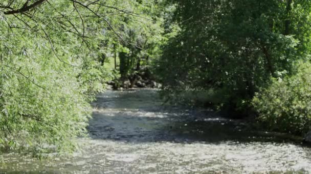 Vista Algodão Flutuando Pelo Sobre Rio Que Flui Através Árvores — Vídeo de Stock
