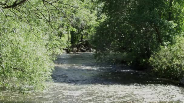 Vista Del Cotone Che Galleggia Attraverso Aria Sul Fiume Che — Video Stock