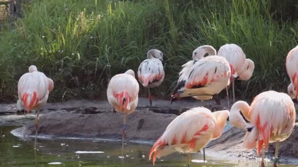 Flamingók Kis Ápolás Maguk Állt Vízben — Stock videók