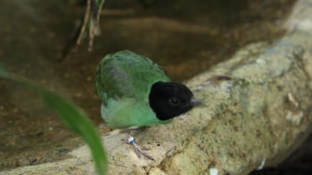 Hooded Pitta Coçando Cabeça Depois Esperando Longe — Vídeo de Stock