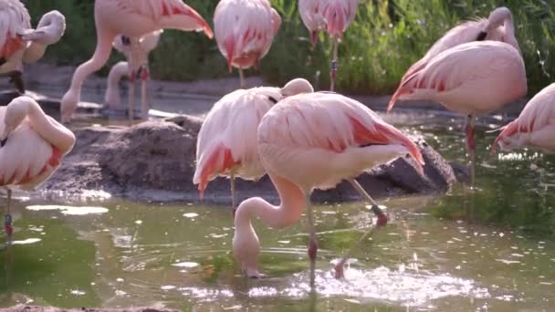 Фламинго Стоящие Пруду Один Брызги Женихи Себя — стоковое видео