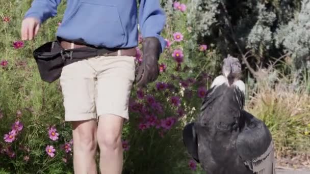 Condor Andino Nosso Para Passeio Com Seu Treinador Enquanto Pessoas — Vídeo de Stock