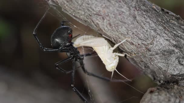 Schwarze Witwenspinne Mit Heuschrecke Netz Teil — Stockvideo