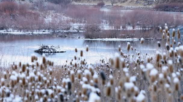 Vista Del Estanque Paisaje Cubierto Nieve Más Allá Del Cardo — Vídeos de Stock