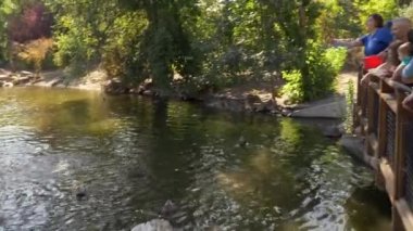 Kuşlukta gölette pelikan ve ördeklere balık atan insanların panning görünümü.