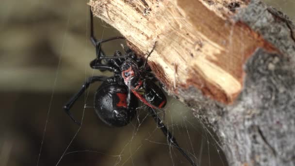 Black Widow Spider Обертывающий Fire Beetle Паутиной Готовится Перенести Новое — стоковое видео