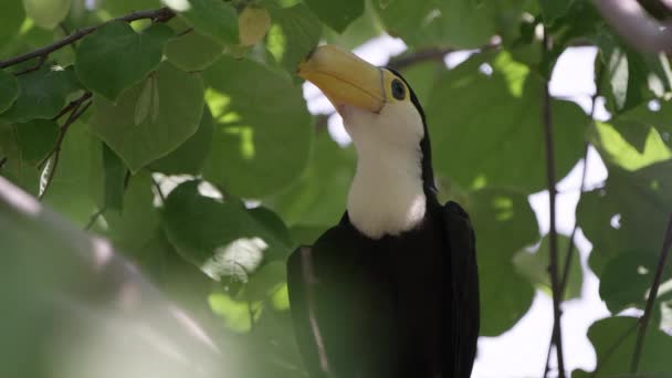 Genç Yemeğe Bekler Gibi Ağaç Açılış Ağız Içinde Oturan Toucan — Stok video