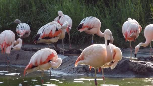Flamants roses dans un petit étang se toilettant debout dans l'eau .