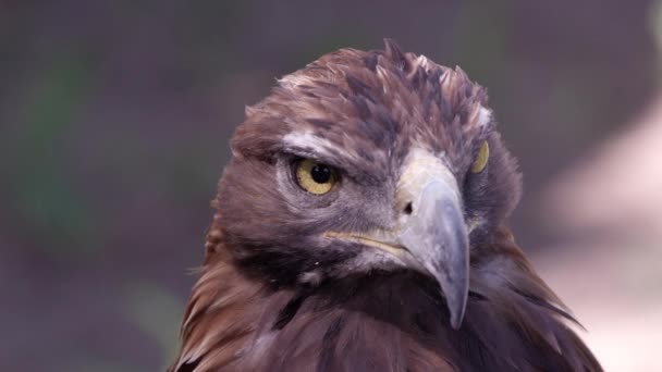 Vista Vicino Della Testa Golden Eagles Mentre Guarda Intorno — Video Stock