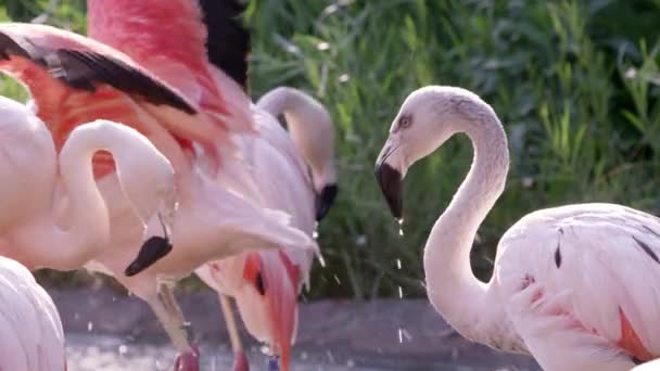 Flamingos Rybníku Který Obcházet Malém Hejnu — Stock video