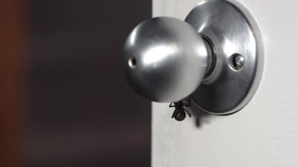 Black Widow Doorknob Moves Hand Touches Sits Out Sight — Stock Video