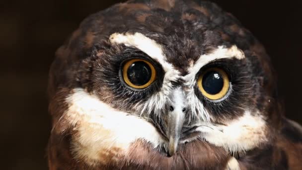 Nära Syn Spectacled Owl Tittar Dess Ansikte Som Det Blinkar — Stockvideo