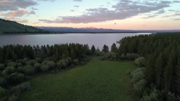 Osprey Çam Ağacı Ormanı Üzerinde Uçarken Alacakaranlıkta Hebgen Gölü Üzerinde — Stok video