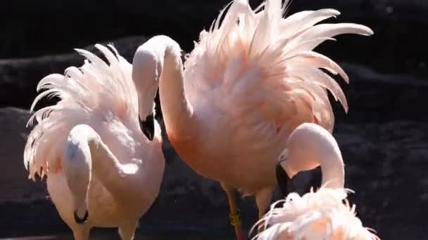 Фламинго Грызут Друг Друга Перья Взъерошены — стоковое видео