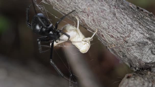 Funil Grama Preso Teia Aranha Viúva Negra Como Aranha Começa — Vídeo de Stock