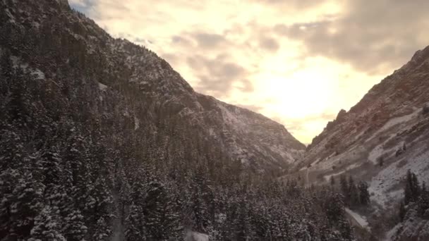 Aerial View Flying Pine Trees Canyon Sunset American Fork Canyon — Stock Video
