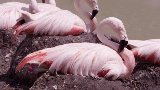 Flamencos Siendo Rociados Con Agua Para Mantenerse Frescos Mientras Sientan — Vídeos de Stock