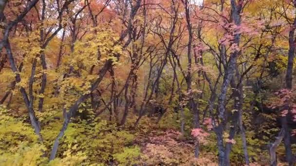 Hermoso Bosque Con Árboles Coloridos — Vídeo de stock