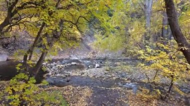 Renkli ağaçlarla ormanda nehir