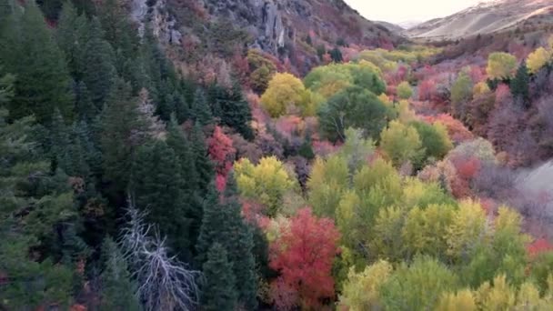 Luchtfoto Van Weg Bergen Met Kleurrijke Bomen Het Bos — Stockvideo