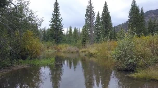 Górska Rzeka Pięknym Lesie Usa — Wideo stockowe