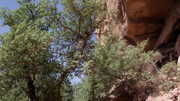 Désert Sauvage Arizona États Unis — Video