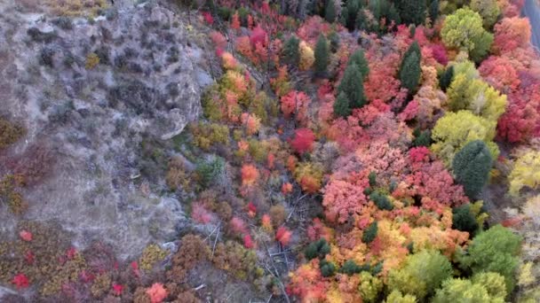 Εναέρια Θέα Του Δρόμου Βουνά Πολύχρωμα Δέντρα Στο Δάσος — Αρχείο Βίντεο