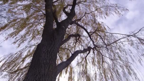 大美丽的树与金叶 — 图库视频影像