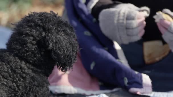 Homeless Man Breaking Piece Bread Sitting His Dog Outdoor — Stock Video