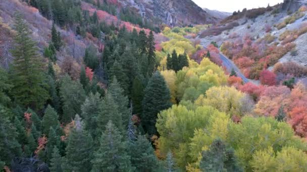 Widok Ulicę Górach Kolorowymi Drzewami Lesie — Wideo stockowe