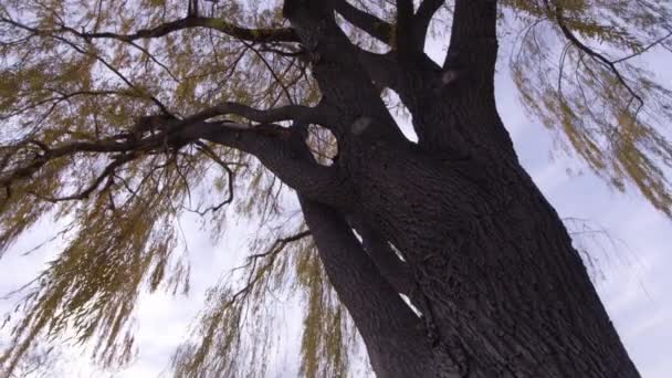 Μεγάλο Όμορφο Δέντρο Χρυσά Φύλλα — Αρχείο Βίντεο
