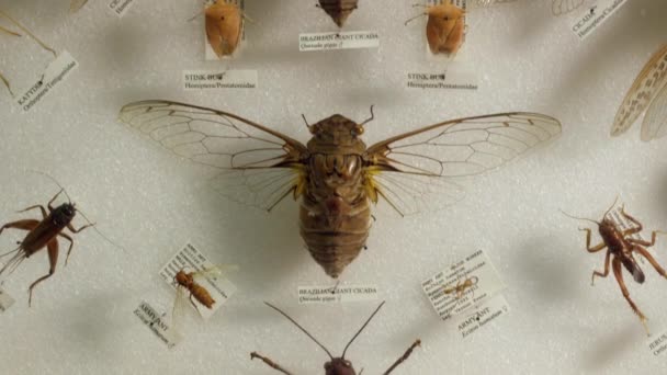 Colección Hermosos Insectos Museo Zoológico — Vídeos de Stock