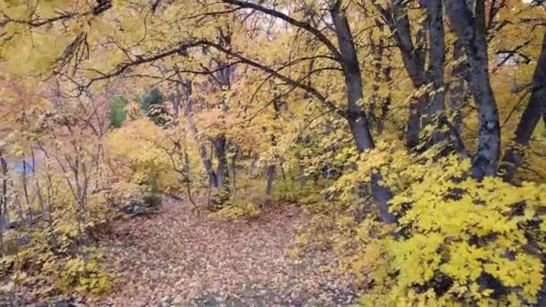 美丽的森林与五颜六色的树木 — 图库视频影像