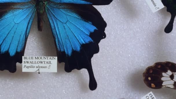 Коллекция Красивых Бабочек Зоологическом Музее — стоковое видео
