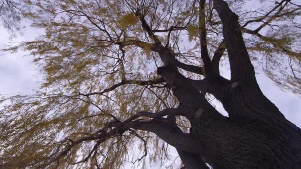 Grote Mooie Boom Met Gouden Bladeren — Stockvideo