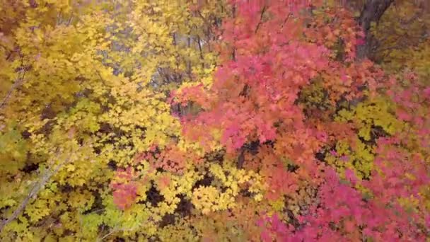 Luchtfoto Van Kleurrijke Bomen Bergen — Stockvideo
