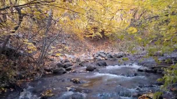Wasserlauf Wald Mit Bunten Bäumen — Stockvideo