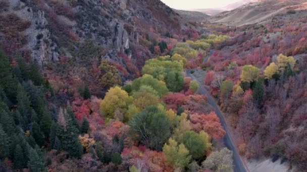 森の中のカラフルな木々と山の道路の航空写真 — ストック動画