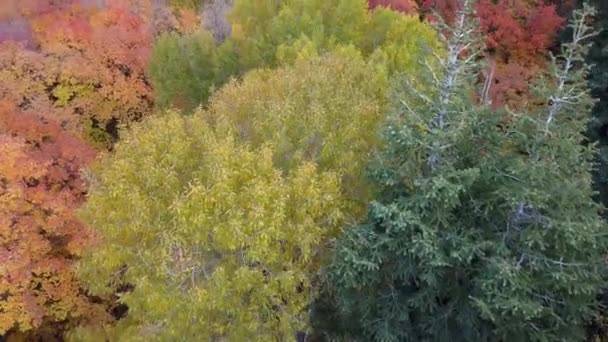 Vista Aérea Árboles Coloridos Las Montañas — Vídeo de stock