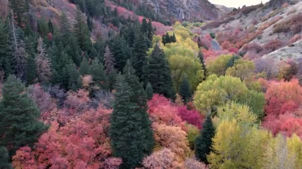 Ormanda Renkli Ağaçlar Ile Dağlarda Yolun Havadan Görünümü — Stok video