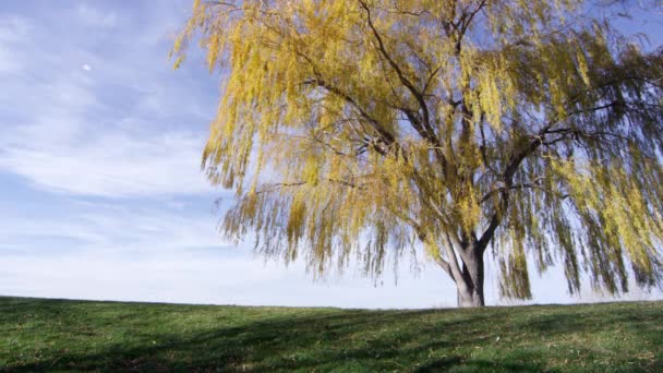 Stora Vackra Träd Med Gyllene Löv — Stockvideo