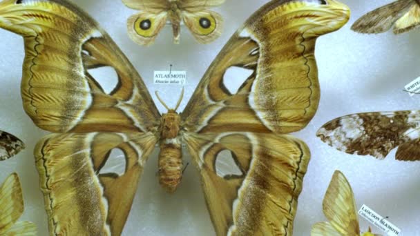 Raccolta Belle Farfalle Nel Museo Zoologico — Video Stock