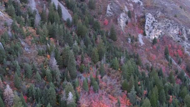 Aerial View Mountains Colorful Forest — Stock Video