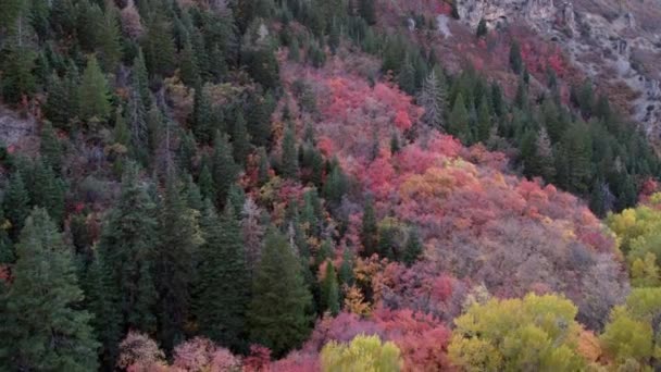 Вид Повітря Різнокольорові Дерева Горах — стокове відео