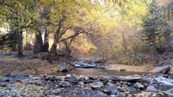 Río Bosque Con Árboles Coloridos — Vídeos de Stock