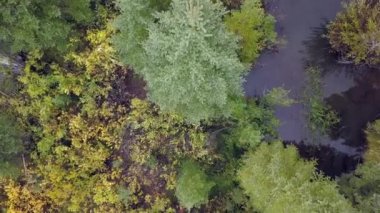 Güzel ormanda dağ nehri, Abd
