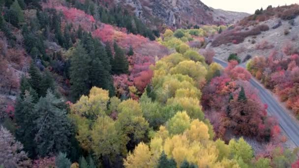 Widok Ulicę Górach Kolorowymi Drzewami Lesie — Wideo stockowe