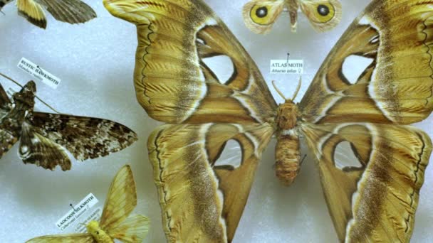 Collectie Van Prachtige Vlinders Zoölogisch Museum — Stockvideo