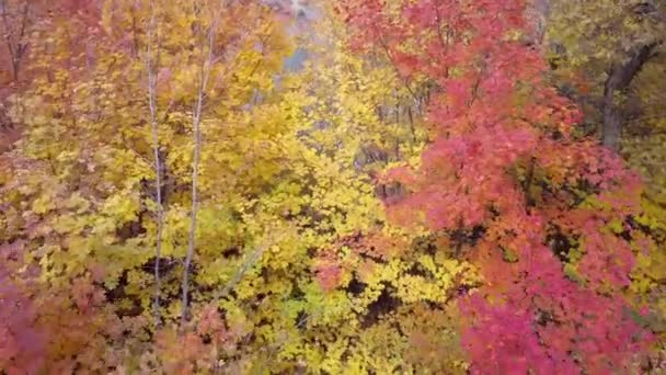 Dağlardaki Renkli Ağaçların Havadan Görünümü — Stok video